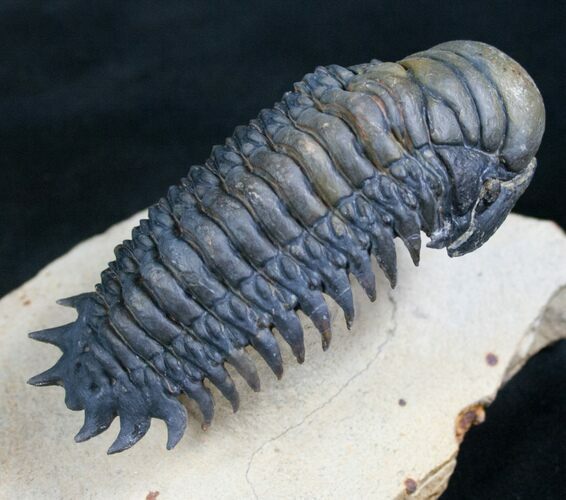 Flying Crotalocephalina Trilobite - Great Preparation #7897